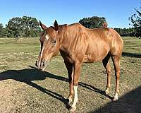 barrel-thoroughbred-horse