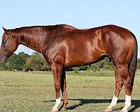 athletic-quarter-horse