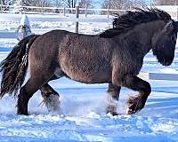 grulla-gvhs-unborn-foal