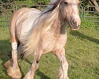 board-gypsy-vanner-horse