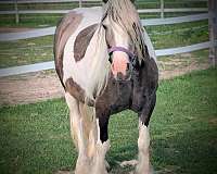 buckskin-roan-gypsy-vanner-horse