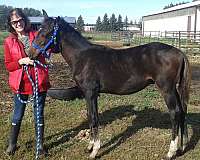 beautiful-markings-thoroughbred-horse