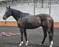 star-4-white-socks-horse