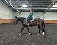 beautiful-markings-thoroughbred-horse