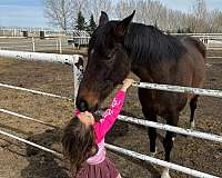 black-star-4-white-socks-horse