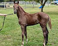 grey-selle-francais-horse