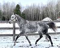 grey-white-thoroughbred-colt