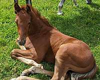 grey-white-thoroughbred-stallion