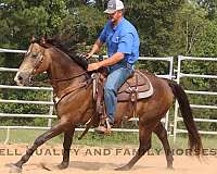 flas-gelding