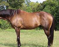 buckskin-flas-horse