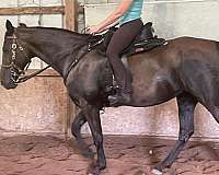 star-left-hind-half-stocking-horse