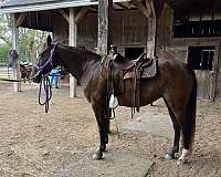 smokey-black-star-left-hind-half-stocking-horse