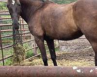 smokey-black-single-footing-mare