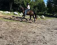 smokey-black-single-footing-horses-for-sale