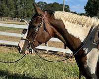 roan-tobiano-horse