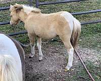 miniature-colt