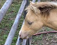 blue-eyed-buckskin-miniature-horse