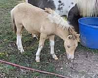 blue-eyed-buckskin-horse