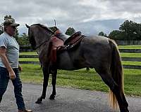 beauty-rocky-mountain-horse