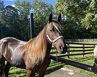 breeding-rocky-mountain-horse