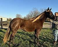 behaved-rocky-mountain-horse