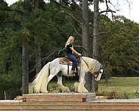 gentle-gypsy-vanner-horse