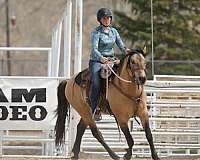 breeding-lease-quarter-horse