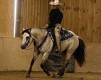 beginner-quarter-horse