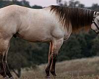 ranch-versatility-quarter-horse