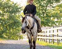 trail-class-competition-quarter-horse