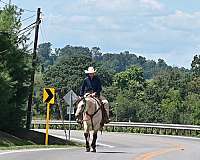 working-cattle-quarter-horse