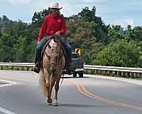 husband-safe-quarter-horse