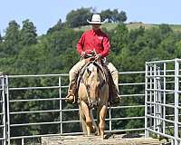 team-roping-quarter-horse