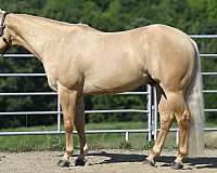 trail-class-competition-quarter-horse