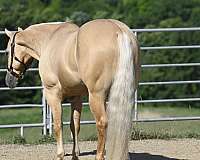 western-dressage-quarter-horse