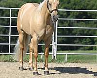 working-equitation-quarter-horse