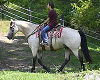 lesson-quarter-horse