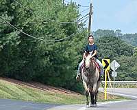 playday-quarter-horse