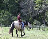 trail-riding-quarter-horse