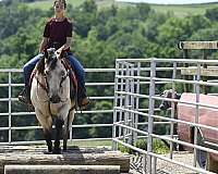 western-riding-quarter-horse