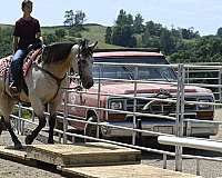 working-cattle-quarter-horse