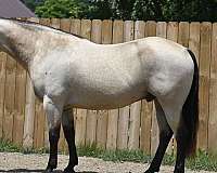 buckskin-quarter-horse-gelding