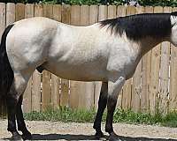 buckskin-beginner-horse