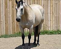 buckskin-husband-safe-horse