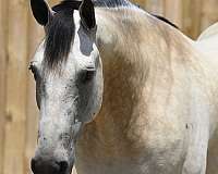 buckskin-lesson-horse