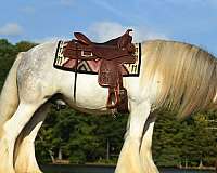 family-gypsy-vanner-horse