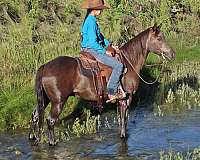 horsemanship-quarter-pony