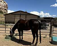 quarter-horse-for-sale