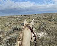 all-around-ranch-horse