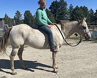 all-around-ranch-quarter-horse